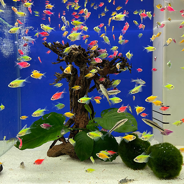 Baykuş Pet Shop Antalya